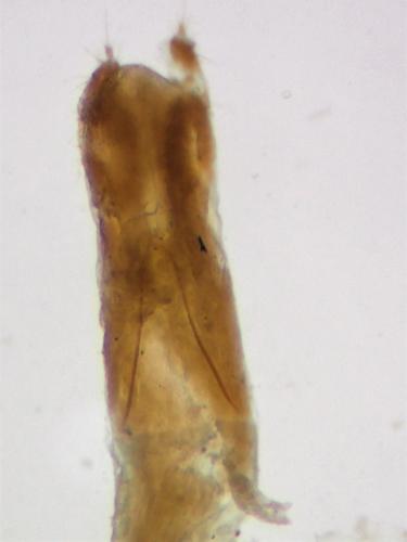 Réf. 299 190 : Cordicomus gracilis