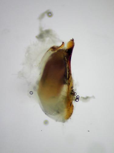 Réf. 299 048 : Achenium depressum