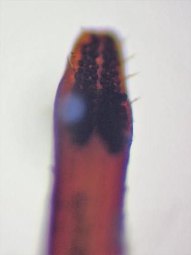 Réf. 299 677 : Orthidus cribratus atlanticus