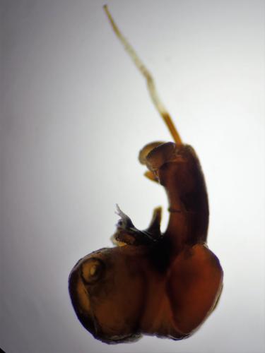 Réf. 299 861 : Ocypus nitens