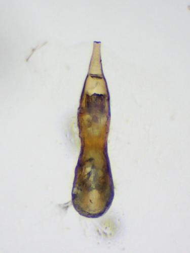 Gabrius keysianus