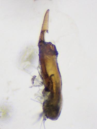Gabrius keysianus