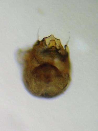 Réf. 299 452 : Euconnus hirticollis