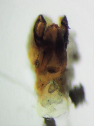 Luzea nigritula