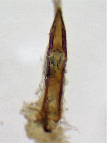 Réf. 299 097 : Cyclodinus constrictus
