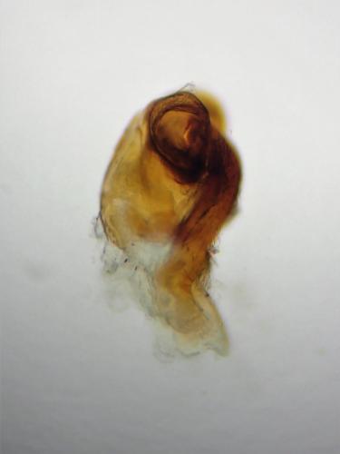 Luzea nigritula