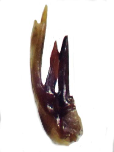 Réf. 299 676 : Orthidus cribratus atlanticus