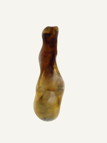 Réf. 299 049 : Achenium depressum