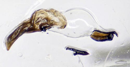 Réf. 299 046 : Agonum sp.