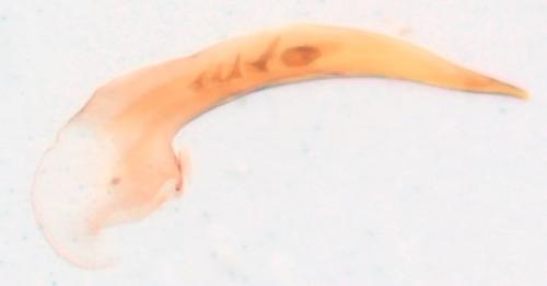 Réf. 299 303 : Acupalpus parvulus