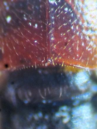 Réf. 299 004 : Lathrobium fulvipenne