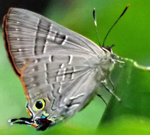 Deudorix sp.
