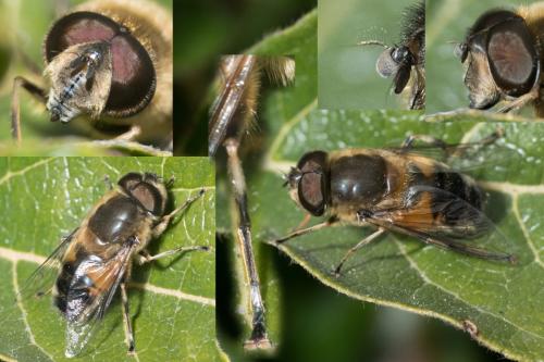 Eristalis similis
