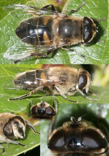 Eristalis tenax