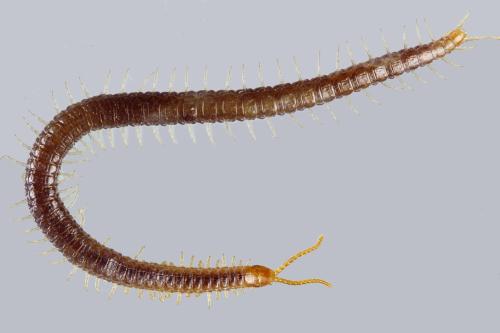 Geophilus carpophagus