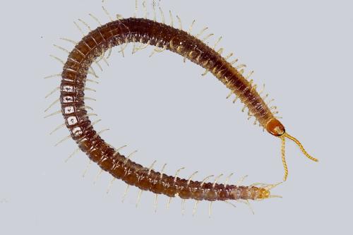 Geophilus carpophagus