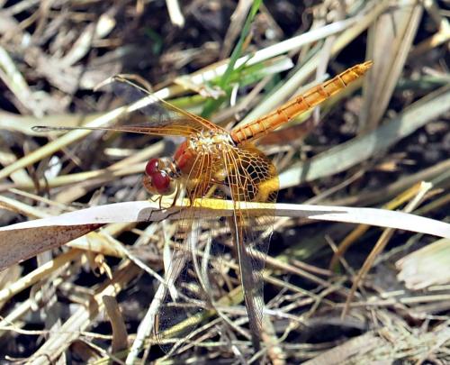Diplacodes haematodes