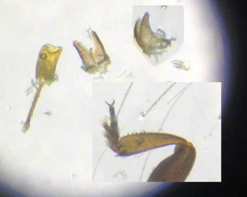 Brassicogethes aeneus