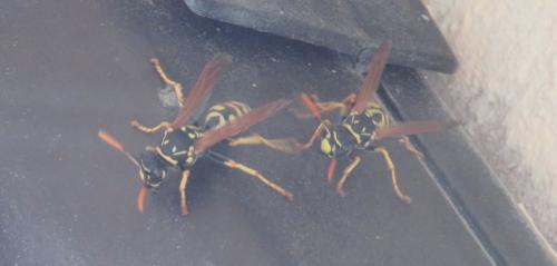 Polistes sp.