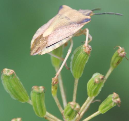 Carpocoris fuscispinus