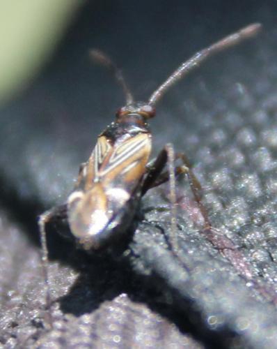 Réf. 299 457 : Cremnocephalus alpestris