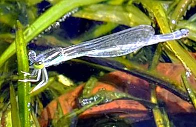 Réf. 299 187 : Ischnura sp.