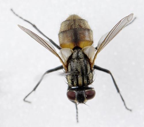 Réf. 299 371 : Musca domestica