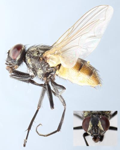 Réf. 299 370 : Musca domestica