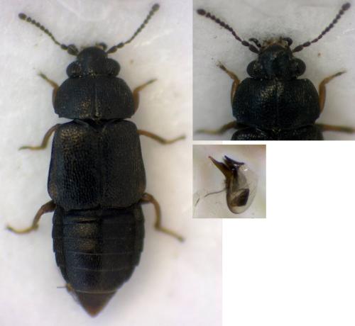 Réf. 299 175 : Megarthrus prosseni