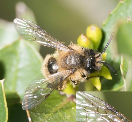 Andrena flavipes
