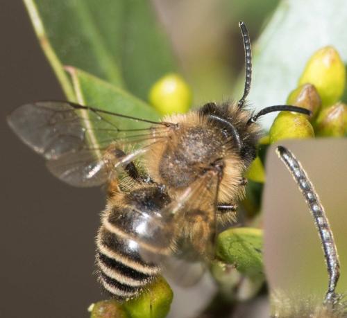 Andrena flavipes