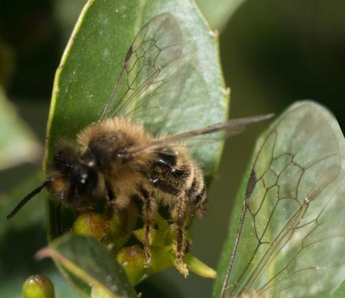 Andrena flavipes