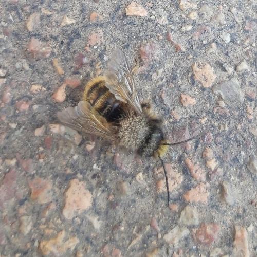 Osmia cornuta