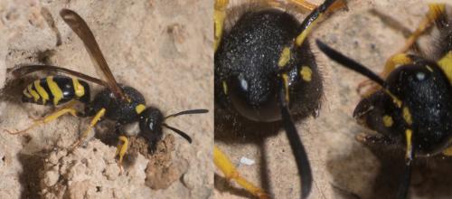 Réf. 299 718 : Odynerus sp.