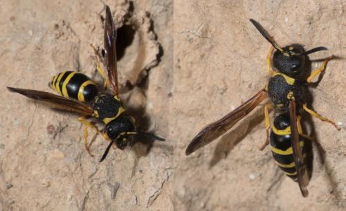 Réf. 299 719 : Odynerus sp.