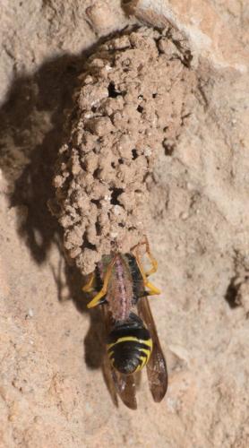 Réf. 299 720 : Odynerus sp.