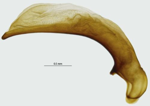 Réf. 299 832 : Agonum afrum