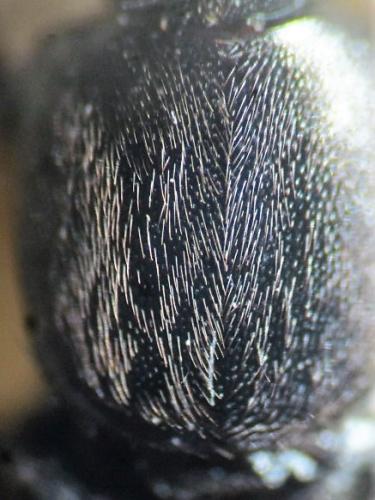 Réf. 299 860 : Ocypus nitens