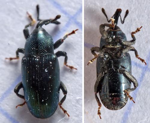 Aulacobaris coerulescens