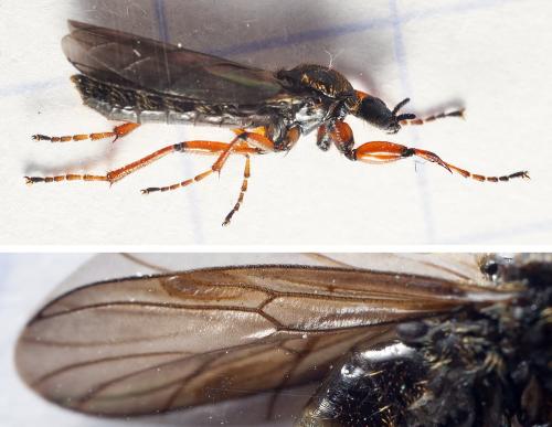 Réf. 299 819 : Bibio lanigerus