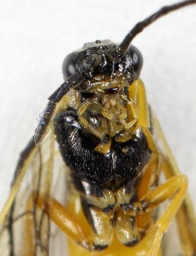Réf. 299 635 : Pristiphora pallidiventris