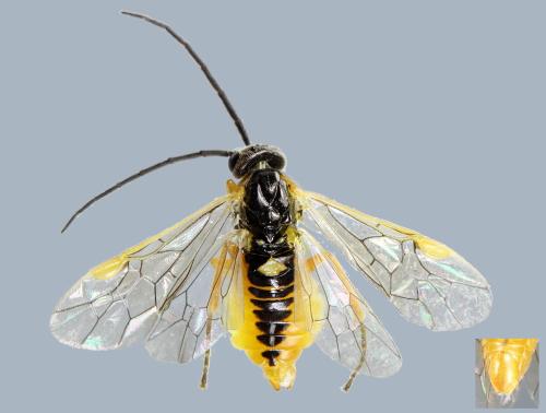 Réf. 299 574 : Pristiphora pallidiventris