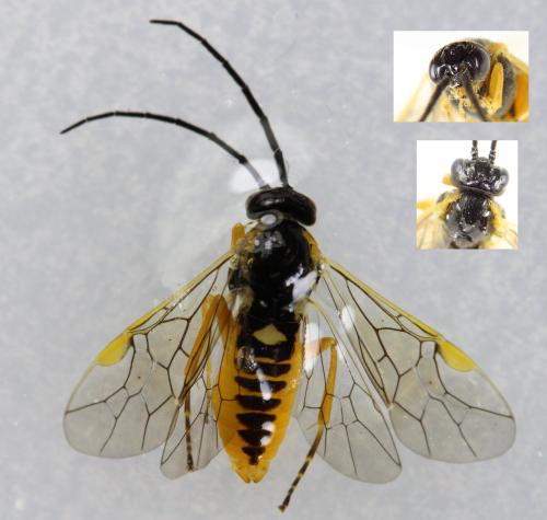 Réf. 299 595 : Pristiphora pallidiventris