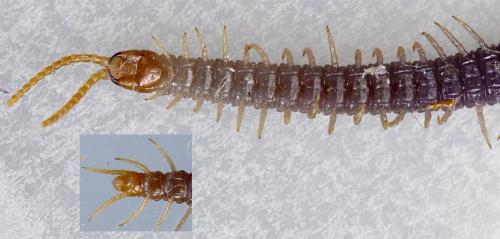 Geophilus carpophagus