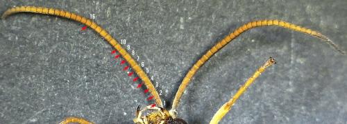 Réf. 299 496 : Ichneumon sp.