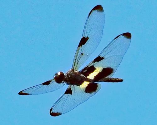 Rhyothemis phyllis