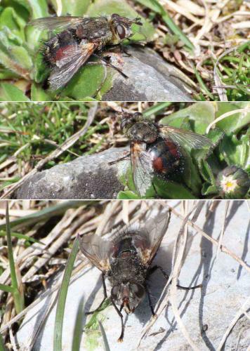 Réf. 299 731 : Peleteria meridionalis