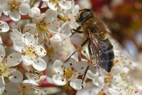 Eristalis similis