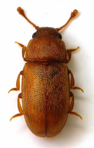 Réf. 299 902 : Setariola sericea