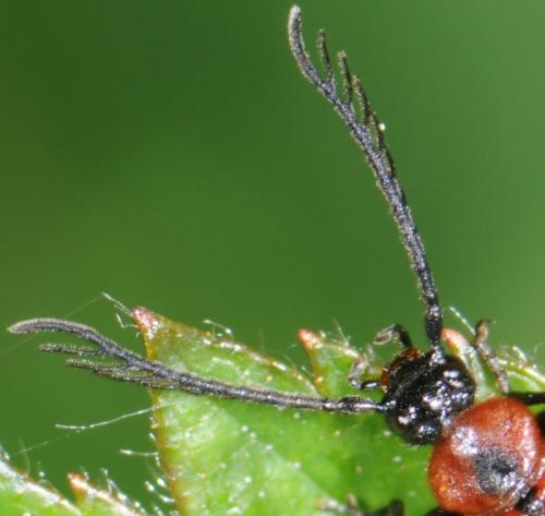 Schizotus pectinicornis
